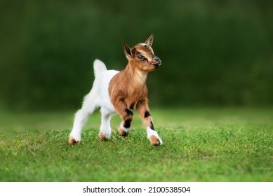 Little funny goat baby running in summer. Farm animals.