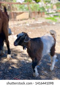 Little funny goat near the church on Crete Greece