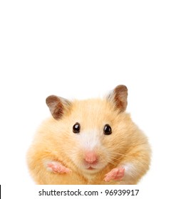 Little Funny Hamster Isolated On White