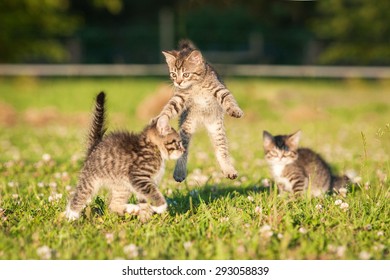 Little Funny Kittens Playing Outdoors In Summer