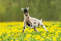 Little Funny Nigerian Pygmy Goat  Jumping On The Field With Flowers. Farm Animals.