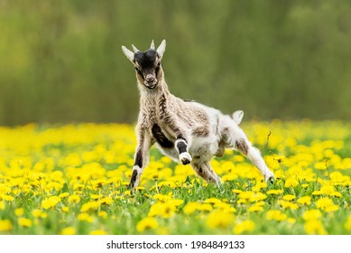 Little funny Nigerian pygmy goat  jumping on the field with flowers. Farm animals.