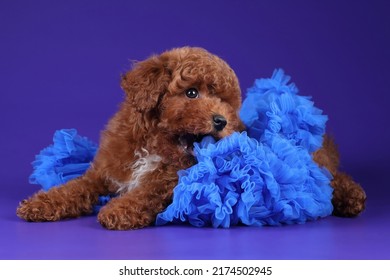 Little Funny Poodle Puppy In A Blue Skirt