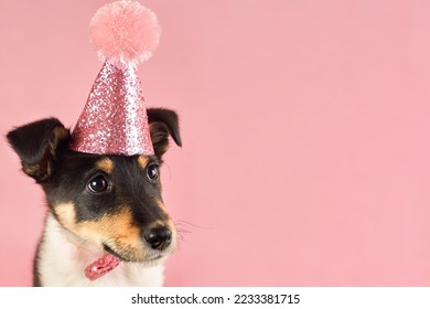 Little funny puppy in a pink hat, copy space, birthday theme. - Shutterstock ID 2233381715