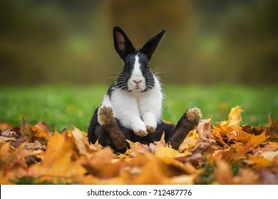 Little Funny Rabbit Sitting In Leaves In Autumn