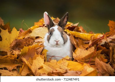 Little funny rabbit sitting in a pile of leaves in autumn - Powered by Shutterstock