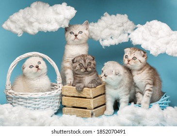 Little funny two month old Scottish kittens of different colors pose in a photo studio sitting in a wicker basket and in a wooden box. Blue background, sky installation with white clouds.