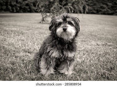 Little Furry Dog Sitting On Big Lawn In Sepia