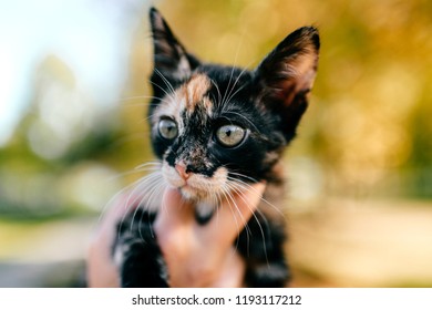 Little Furry Purebred Pussycat Portrait Owner Holding Small Kitten On Autumn Abstract Background Lovely Little Furry Purebred Pussycat Portrait Owner Holding Small Kitten On Autumn Abstract Background Lovely