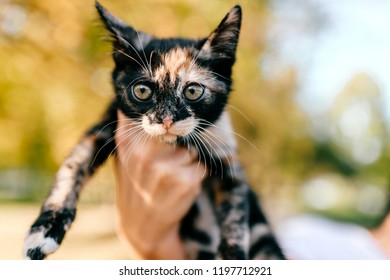 Little Furry Purebred Pussycat Portrait Owner Holding Small Kitten On Autumn Abstract Background Lovely Little Furry Purebred Pussycat Portrait Owner Holding Small Kitten On Autumn Abstract Background Lovely