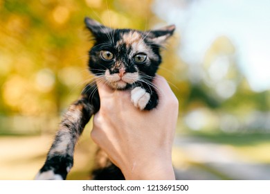 Little Furry Purebred Pussycat Portrait Owner Holding Small Kitten On Autumn Abstract Background Lovely Little Furry Purebred Pussycat Portrait Owner Holding Small Kitten On Autumn Abstract Background Lovely