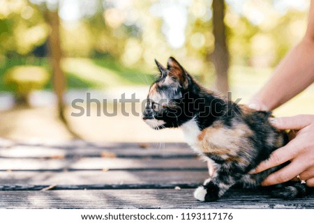 Little furry purebred pussycat portrait. Owner holding small kitten on autumn abstract background. Lovely cat with funny muzzle in woman hands look around. Girl with her beloved pet playing outdoor