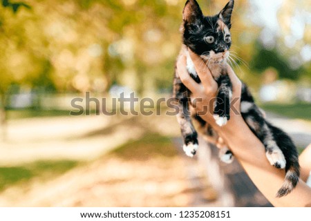 Little furry purebred pussycat portrait. Owner holding small kitten on autumn abstract background. Lovely cat with funny muzzle in woman hands look around. Girl with her beloved pet playing outdoor