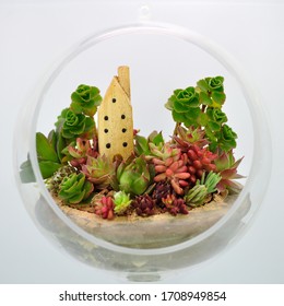 Kleiner Garten Recycling-Holz Märchen mit Kakteen sukkulente Pflanzen für Innendekoration Persistenz und Ausbreitung von Miniatur-und Bio-Agaven mit wirklich Topf schließlich auf einem Kunststoff-Ball