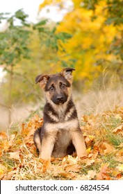 Little German Shephard Dog Puppy