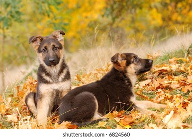 Little German Shephard Dog Puppy