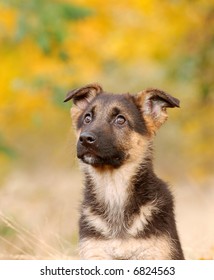 Little German Shephard Dog Puppy