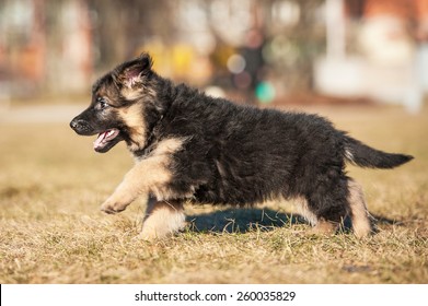 Little German Shepherd Puppy Running In The Park