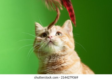 Little Ginger Cat Play With His Toy From Feathers.