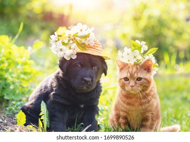 Little Ginger Kitten Crowned Chaplet From The Cherry Flowers. Little Puppy In Straw Hat With Cherry Flowers. Portrait Of The Kitten And Puppy Sitting On The Grass In Spring On A Sunny Day