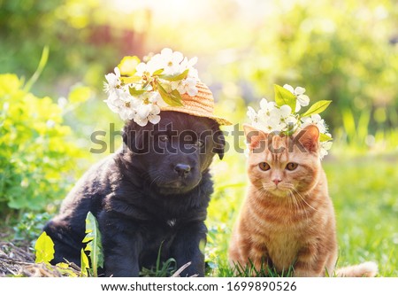 Little ginger kitten crowned chaplet from the cherry flowers. Little puppy in straw hat with cherry flowers. Portrait of the kitten and puppy sitting on the grass in spring on a sunny day
