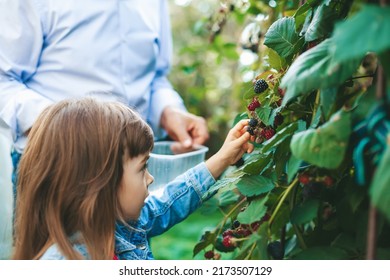 Little girl 4-5 years old picking blackberry from a blackberry bush in the garden. She's helping her grandfather. Blackberry harvest.