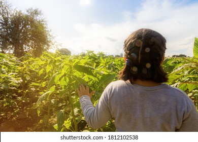 Little Girl In The Amaranth Field In Sunset