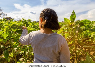 Little Girl In The Amaranth Field In Sunset