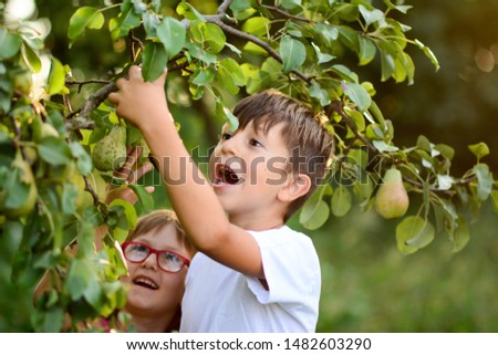 Similar – Image, Stock Photo Little girl picking apples with senior woman