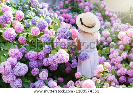 Little girl is in bushes of hydrangea flowers in sunset garden. Flowers are pink, blue, lilac, lavender and blooming in town streets. Kid is in pink dress, straw hat. Concept of childhood, tenderness.