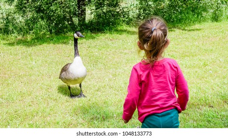 135 Smiling canada goose Images, Stock Photos & Vectors | Shutterstock