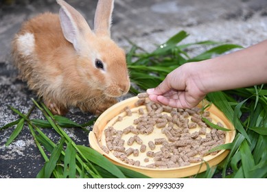 Little Girl Caring And Feeding Her Loving Pet Food With Hand, Watching. Rabbit Is Eating Rabbit Feed And Grass.