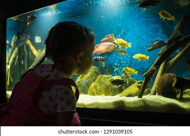 Little Girl Child Looks At The Fish In The Aquarium