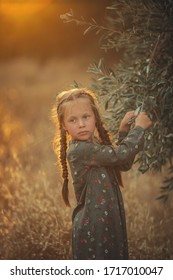 Little girl collects olives from an olive tree at sunset