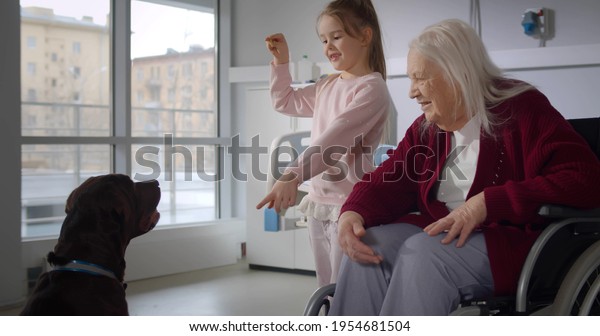 Little girl with dog assisting\
disabled senior woman sitting in wheelchair. Portrait of\
granddaughter and grandmother playing with labrador in hospital\
ward