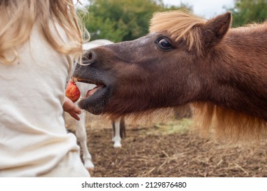 Little Girl Feeding Pony Horse With Apple In Equestrian Club