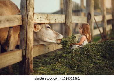 A Little Girl Feeds A Cow With Hay