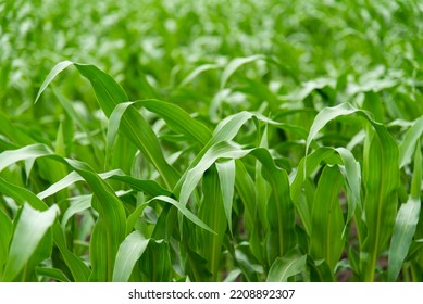 A Little Girl In A Field Of Corn. Nature.