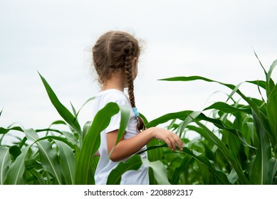 A Little Girl In A Field Of Corn. Nature.