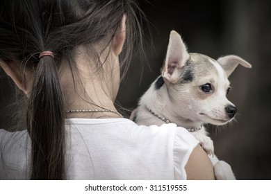 A Little Girl With Her Pet Chihuahua Dog.