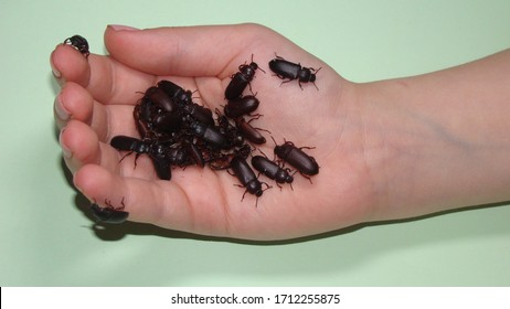 A Little Girl Holding Mealworms, Reptile Live Food, Insect.
Kid Wants To Become An Exotic Vet Or Biologist.
Stages Of A Mealworm, Adult.
Superworms On The Hand, Super Worm. 
Life Cycle Of Meal Worms