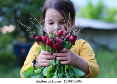 A little girl holds an armful of freshly harvested radishes in her hands.