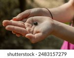 A little girl holds a small toad tadpole caught in a mountain stream in her hands. you can see her head, eyes and tail; her legs are not yet formed.