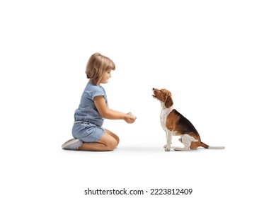 Little girl kneeling and feeding a beagle dog isolated on white background