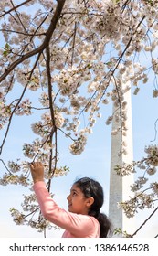 Little Girl Looking at Cherry Blossoms in Washington DC with the Washington Monument in the Background
