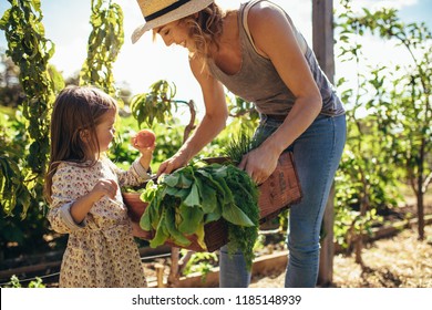 Little girl looking at fresh vegetables in tray of a her mother. Mother and daughter with freshly harvested vegetables in their garden. - Powered by Shutterstock