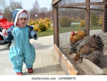 Little Girl Looks At The Hens Of The Vietnamese Breed Kokhinhin In The Aviary