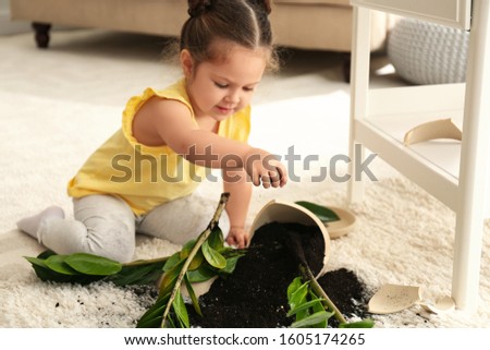 Little girl near houseplant and broken pot at home