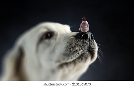 Little Girl On Dog Nose