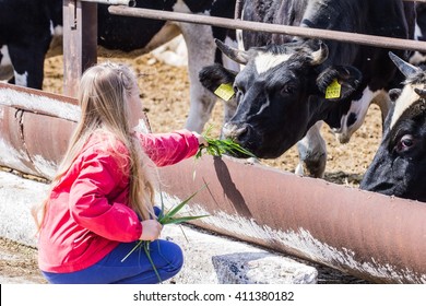 Little Girl Petting A Cow